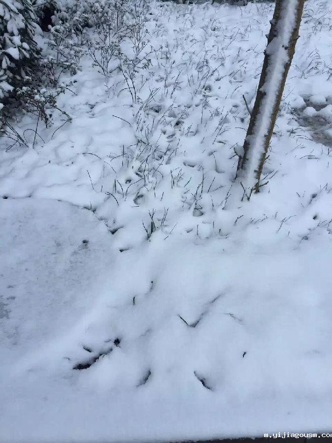 滤油机滤芯_重庆下雪啦