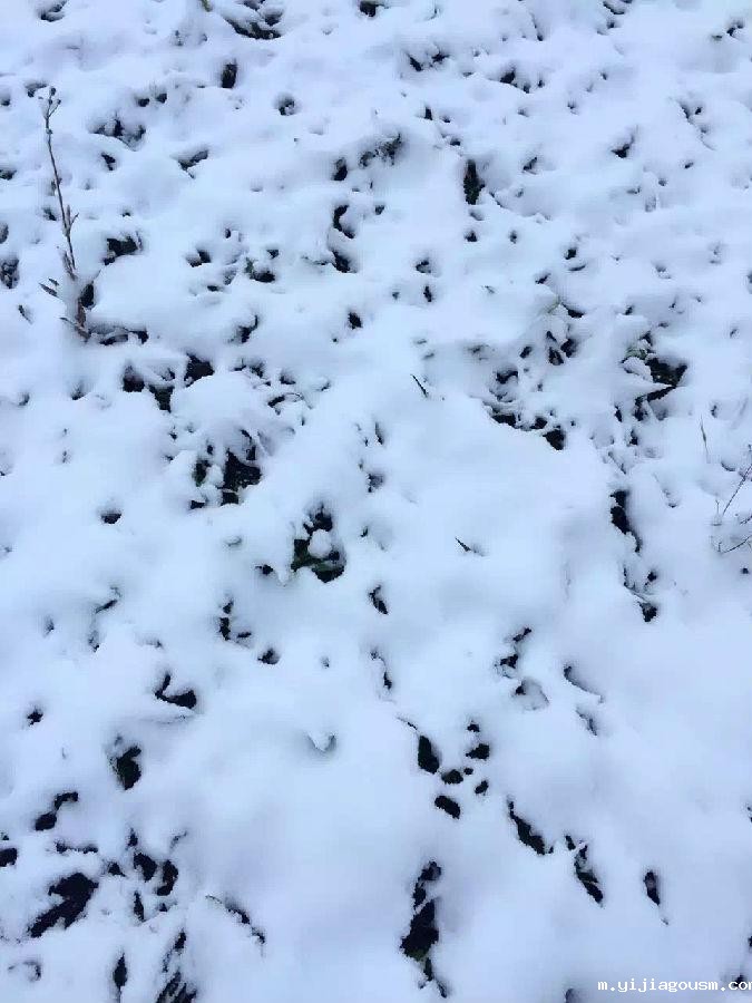 滤油机滤芯_重庆下雪啦